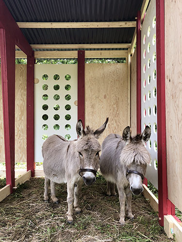 Gareth Long - Travels with Two Donkeys in the Valley
